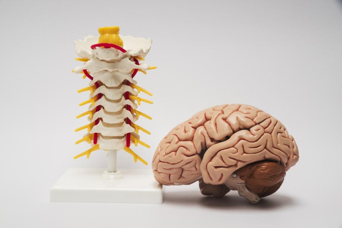 central nervous system